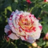 Beetrose 'Abracadabra'® - Jede Blüte ein Unikat