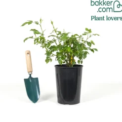 Beetrose Aprikola® - Aprikosenfarben den ganzen Sommer