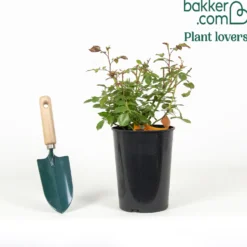 Beetrose Bonica 82® - Blüht den ganzen Sommer