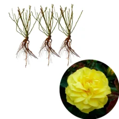 Beetrose 'Friesia' (x3) - Leuchtend gelb, wochenlang