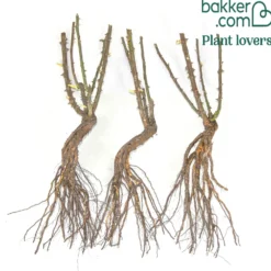 Beetrosen Alain (x3) - Rotes Blütenmeer den ganzen Sommer