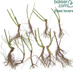 Beetrosen Mischung (x10) - Farbenmeer den ganzen Sommer