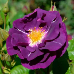 Beetrose ‘Rhapsody in Blue’® - Fast blaue Rose im Beet
