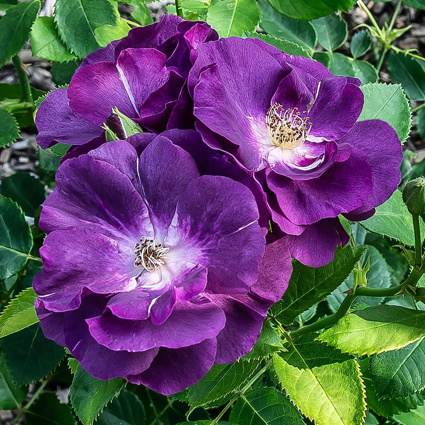 Beetrose ‘Rhapsody in Blue’® - Fast blaue Rose im Beet