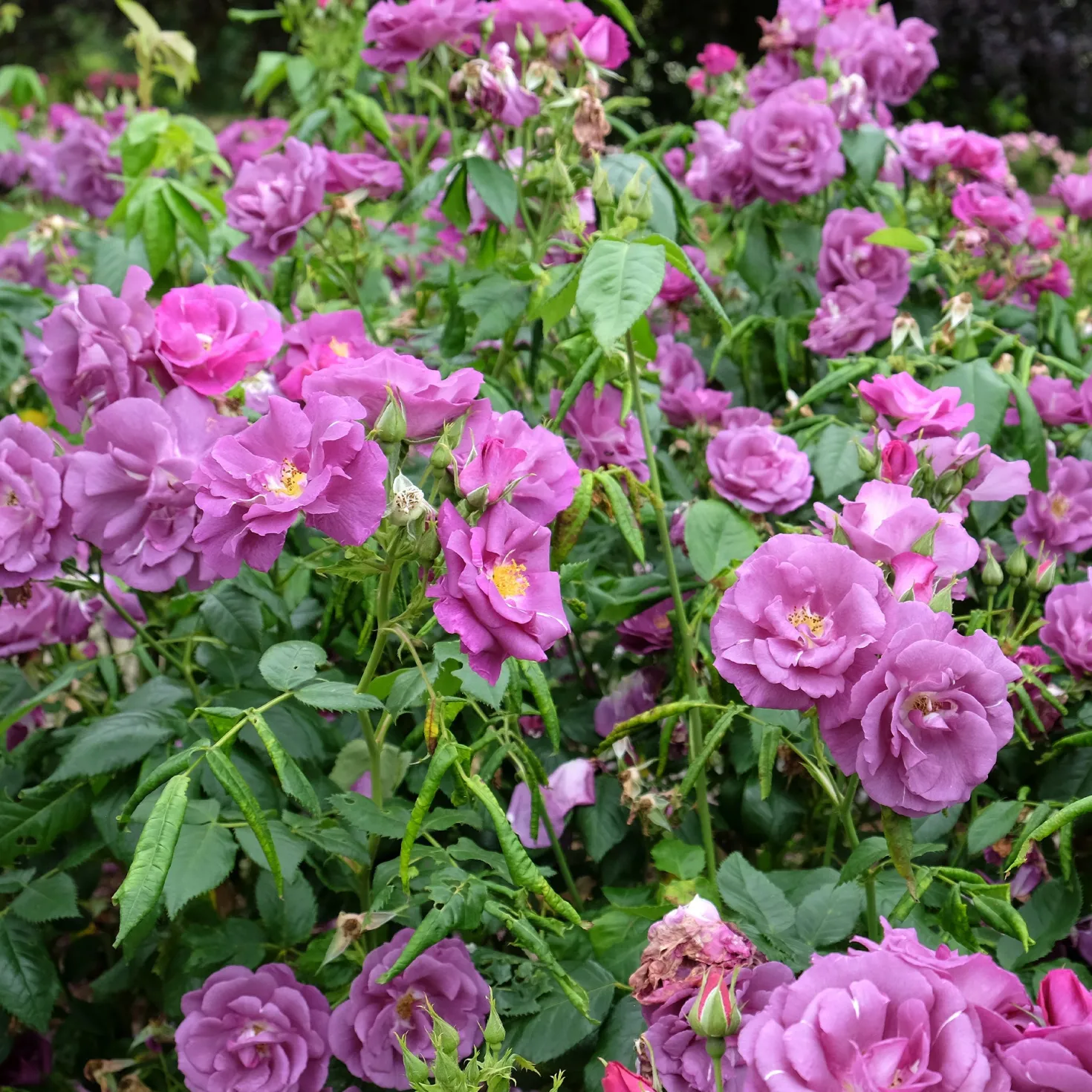 Beetrose ‘Rhapsody in Blue’® - Fast blaue Rose im Beet