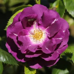 Beetrose ‘Rhapsody in Blue’® - Fast blaue Rose im Beet