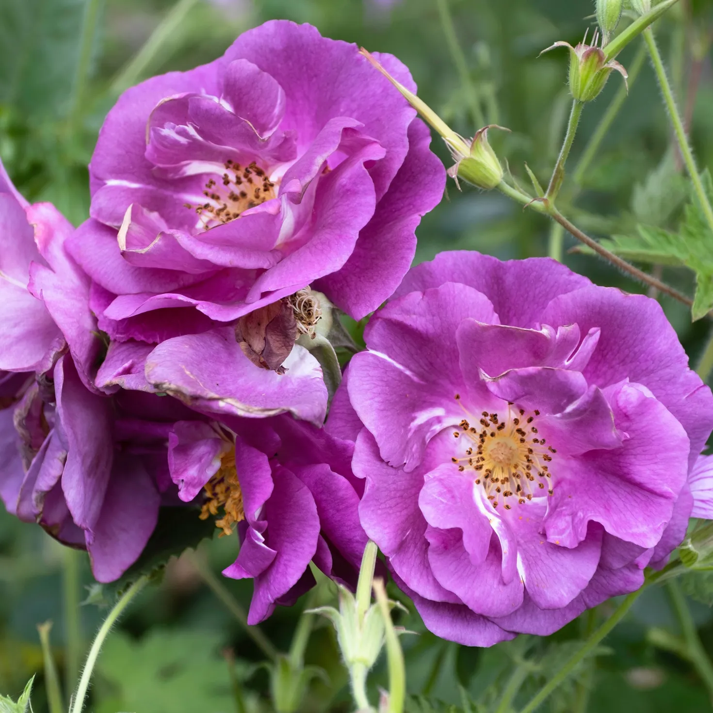 Beetrose ‘Rhapsody in Blue’® - Fast blaue Rose im Beet