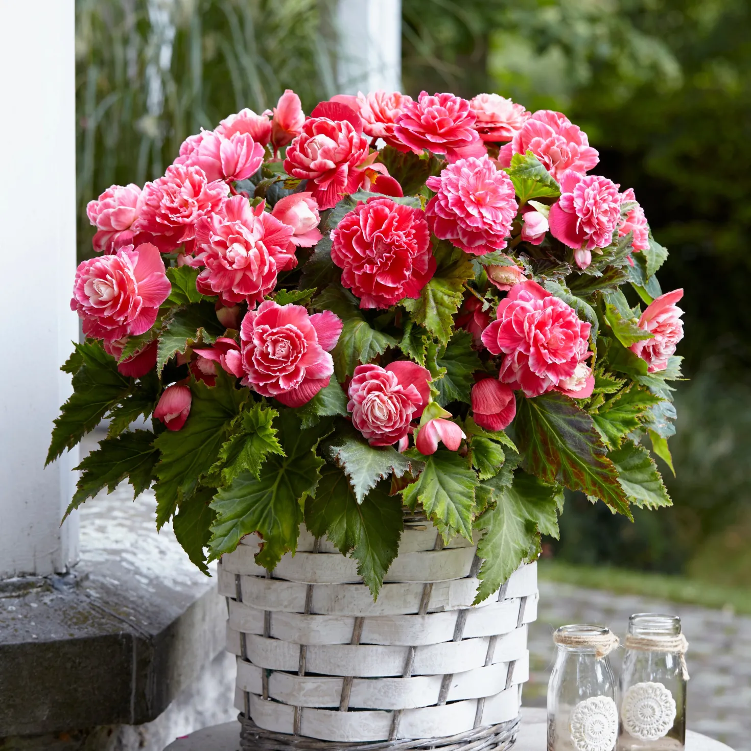 Begonie 'Camelia' (x5) - Üppige Blüten den ganzen Sommer