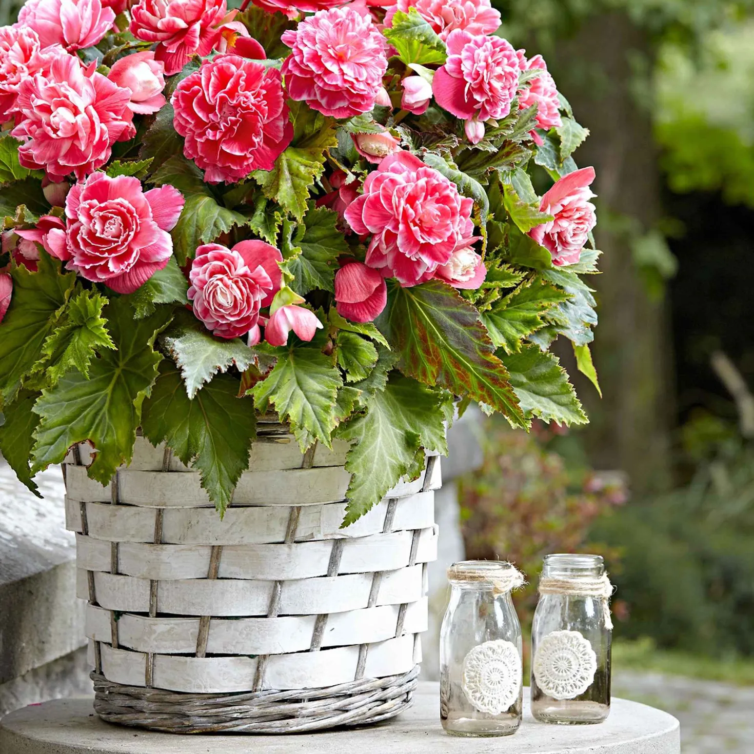 Begonie 'Camelia' (x5) - Üppige Blüten den ganzen Sommer