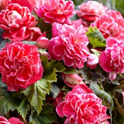 Begonie 'Camelia' (x5) - Üppige Blüten den ganzen Sommer