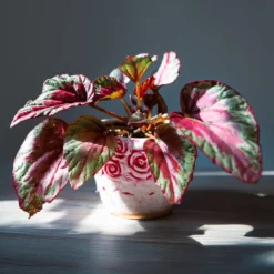 Begonie ‘Maui Sunset’ (Begonia) - Blätter wie ein Sonnenuntergang
