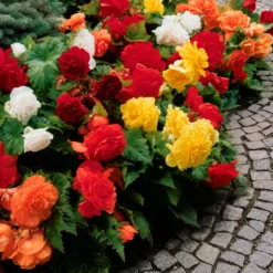 Begonien (gefüllt) Mischung EXTRA (x10) - Volle Blüten den ganzen Sommer