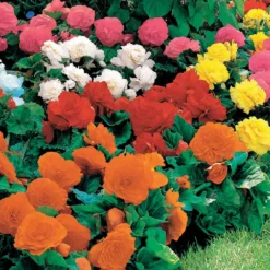 Begonien Mischung Non Stop (gelb, rot, rosa, weiß) (x16) - Blüten den ganzen Sommer