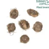 Begonien Mischung (rosa, weiß) (x6) - Blüten den ganzen Sommer