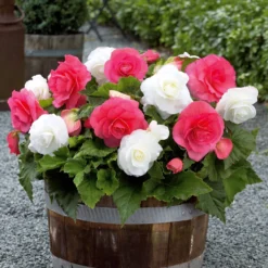 Begonien Mischung (rosa, weiß) (x6) - Blüten den ganzen Sommer