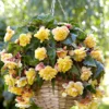 Begonie 'Sunny Dream' (x5) - Sonnengelb den ganzen Sommer