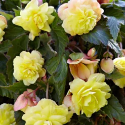 Begonie 'Sunny Dream' (x5) - Sonnengelb den ganzen Sommer