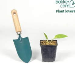Beinwell - Robust, blühend, pflegeleicht