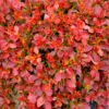 Berberitze Admiration - Rotes Laub, goldener Rand