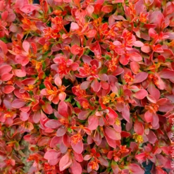 Berberitze Admiration - Rotes Laub, goldener Rand