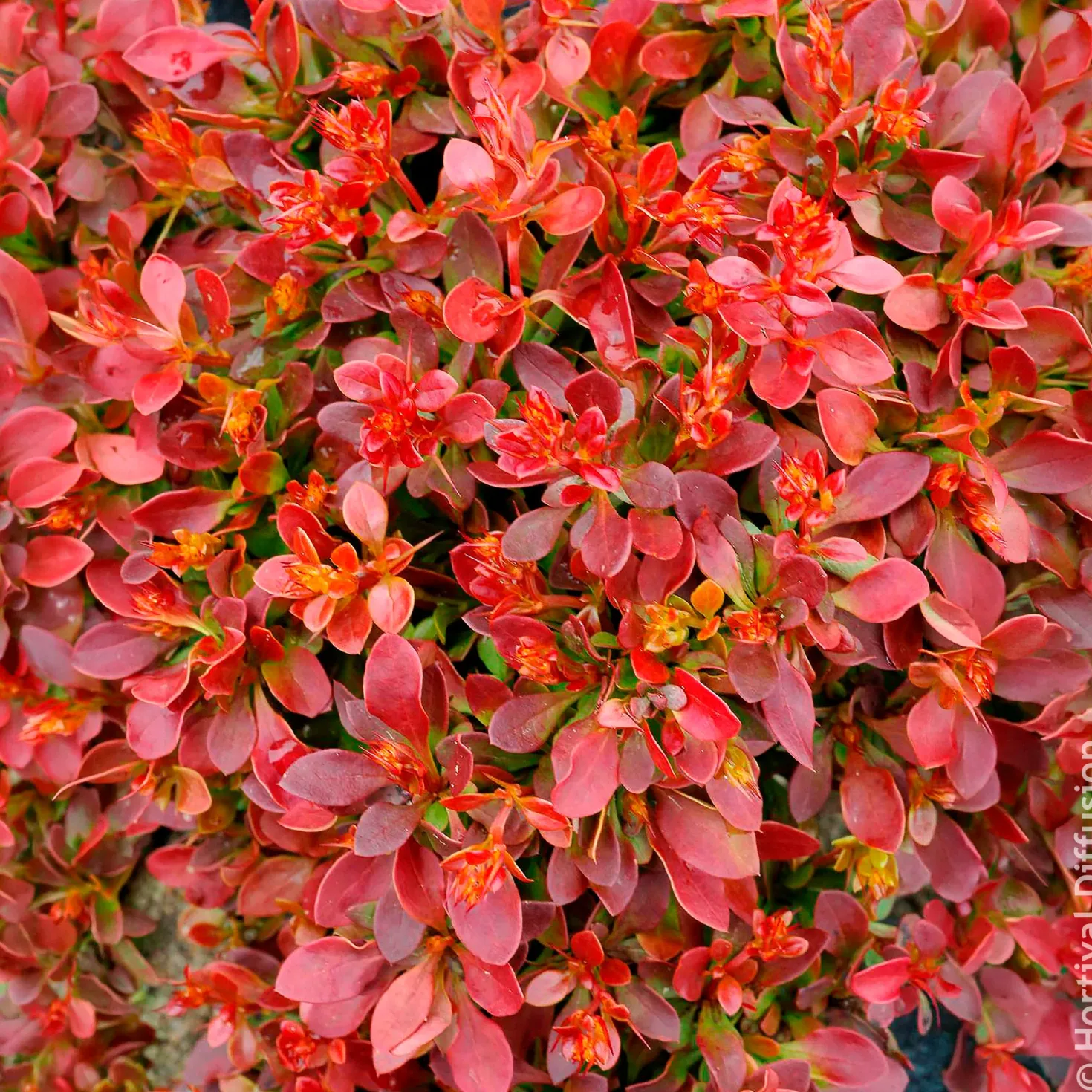Berberitze Admiration - Rotes Laub, goldener Rand