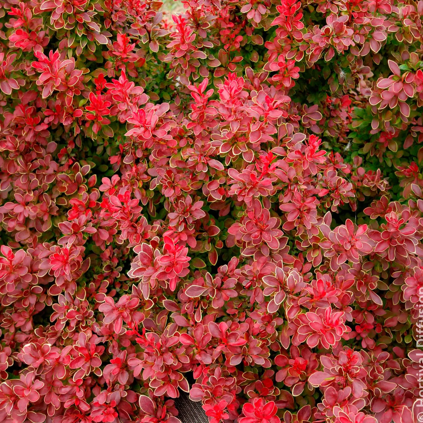 Berberitze Admiration - Rotes Laub, goldener Rand