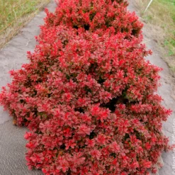 Berberitze Admiration - Rotes Laub, goldener Rand
