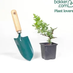 Berberitze Green Carpet - Grüner Teppich ohne Mühe