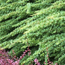 Berberitze Green Carpet - Grüner Teppich ohne Mühe