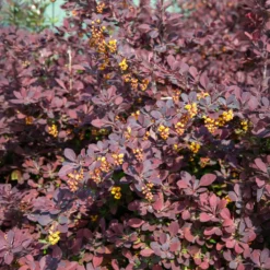 Berberitze Superba - Rotes Laub, sofort im Blick