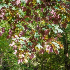 Bergahorn 'Atropurpureum' - Blätter mit rotem Geheimnis