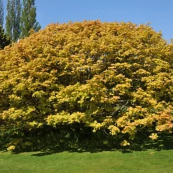 Berg-Ahorn ‘Brilliantissimum’ - Frühlingsfarbe zum Staunen