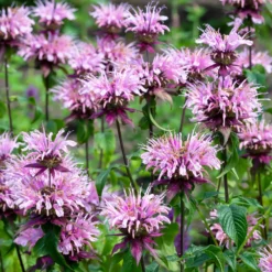 Bergamotte-Pflanze 'Beauty of Cobham' - Duftende Blüten für Bienen
