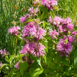 Bergamotte-Pflanze 'Beauty of Cobham' - Duftende Blüten für Bienen
