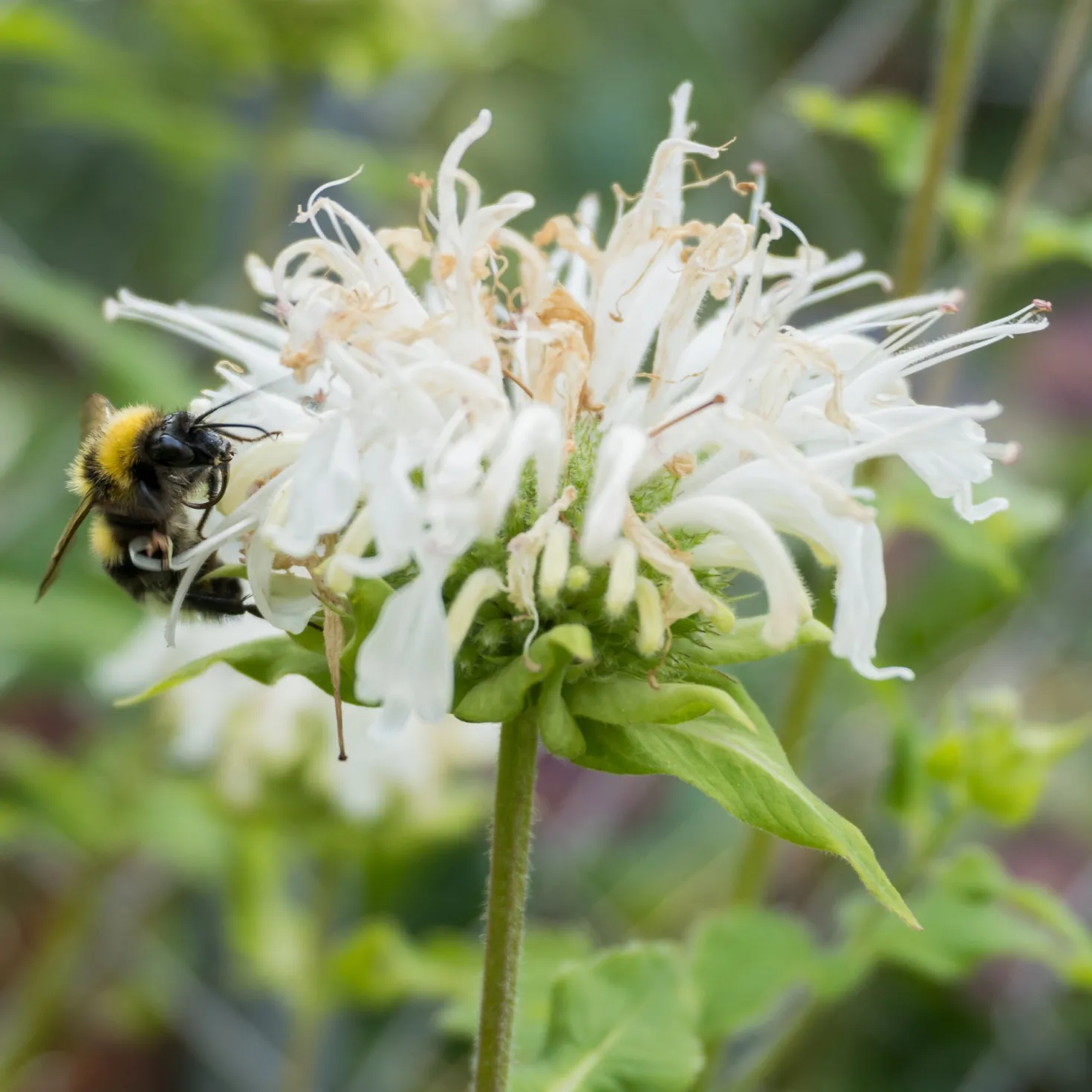 Bergamotte-Pflanze 'Schneewittchen' - Weiße Blüten, echter Bienenmagnet