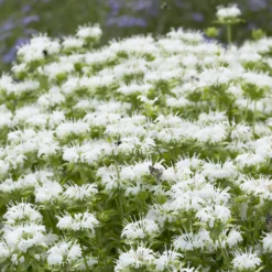 Bergamotte-Pflanze 'Schneewittchen' - Weiße Blüten, echter Bienenmagnet
