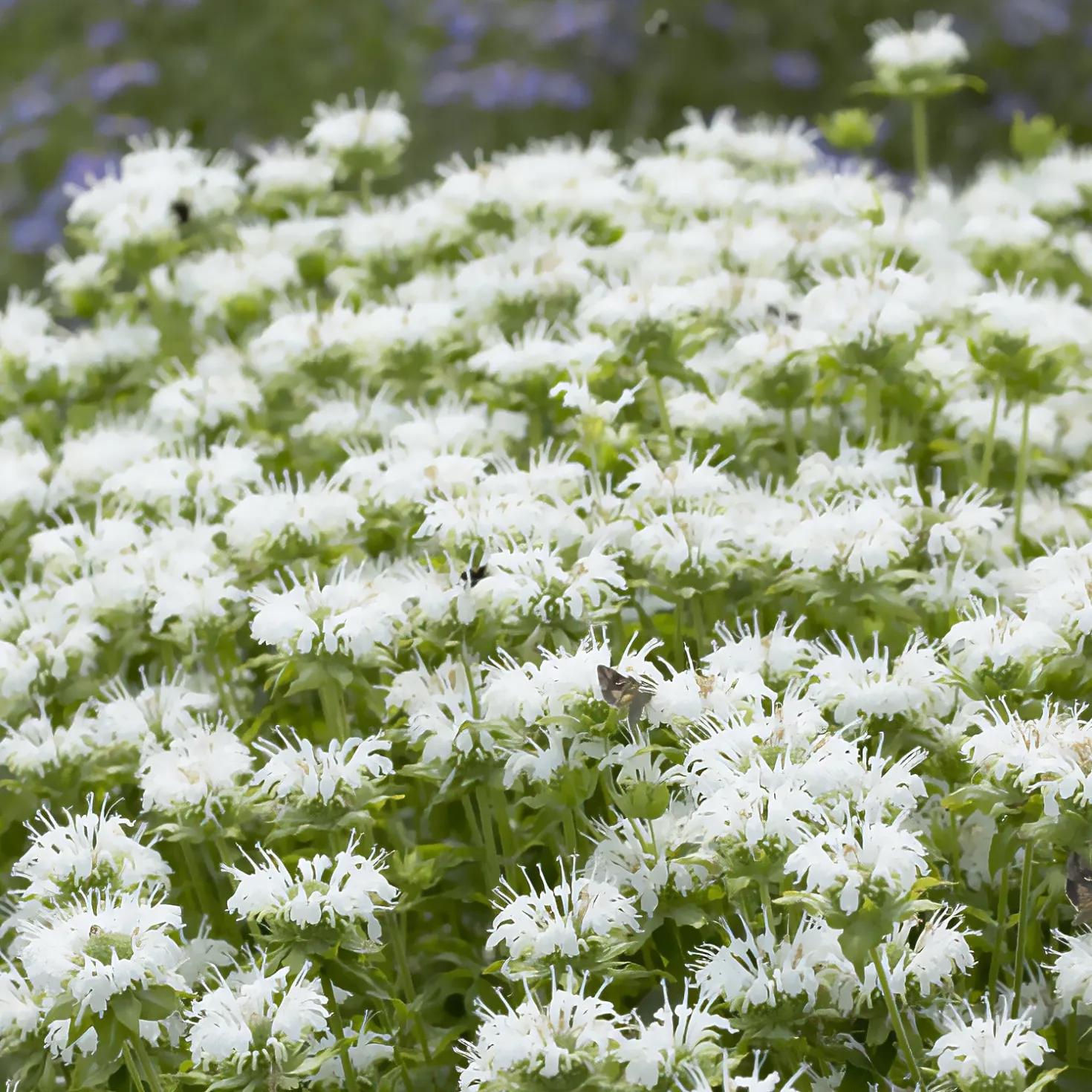 Bergamotte-Pflanze 'Schneewittchen' - Weiße Blüten, echter Bienenmagnet