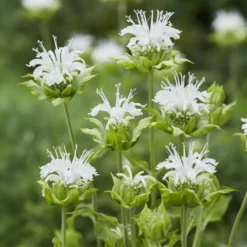 Bergamotte-Pflanze 'Schneewittchen' - Weiße Blüten, echter Bienenmagnet