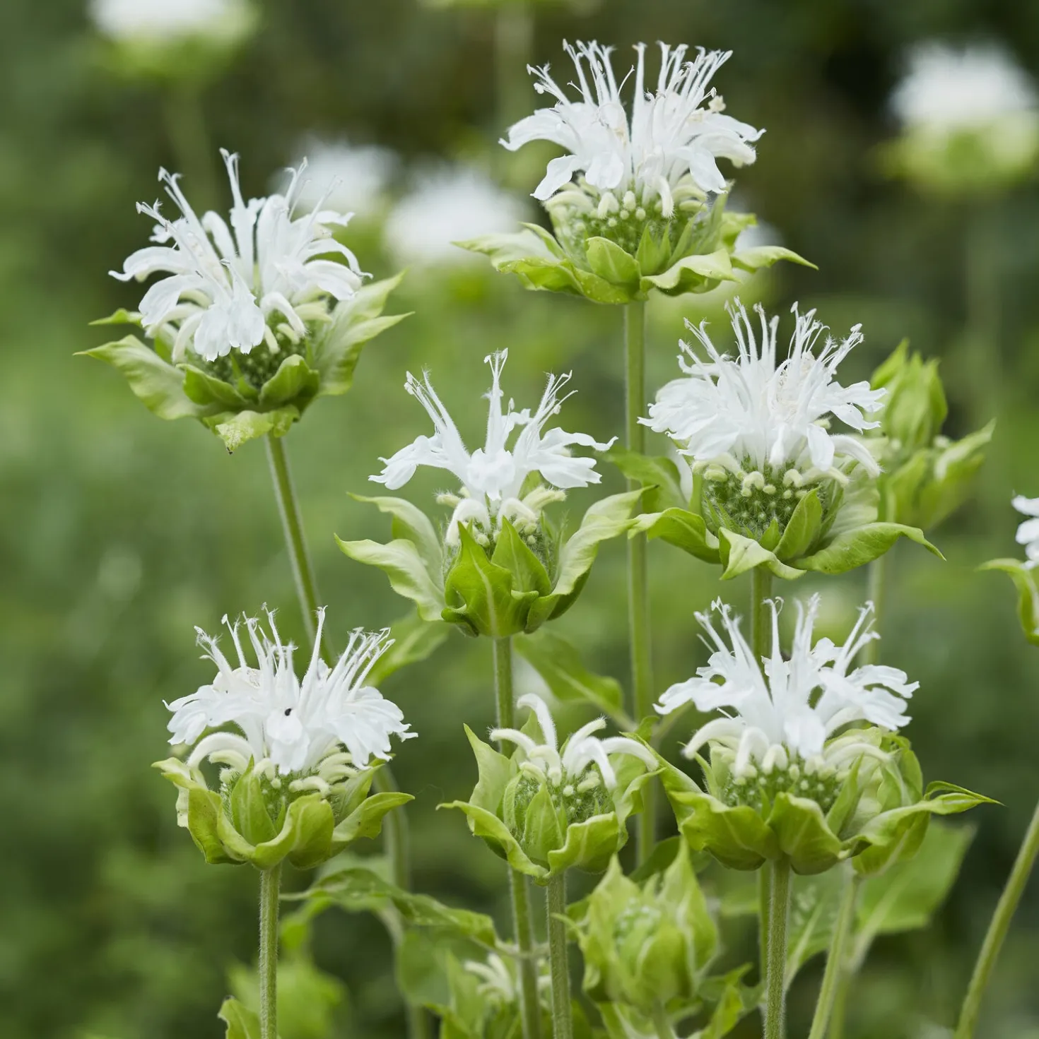 Bergamotte-Pflanze 'Schneewittchen' - Weiße Blüten, echter Bienenmagnet