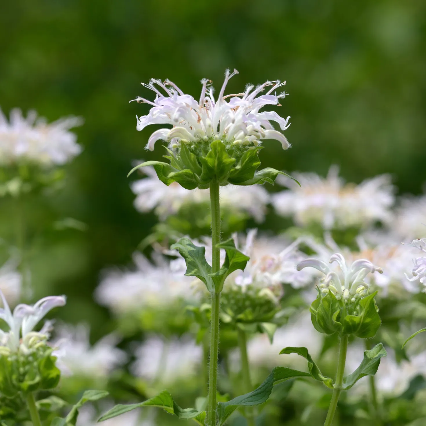 Bergamotte-Pflanze 'Schneewittchen' - Weiße Blüten, echter Bienenmagnet