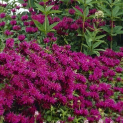 Bergamotte-Pflanze 'Skorpion' - Duft, Farbe und Bienen