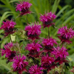 Bergamotte-Pflanze 'Skorpion' - Duft, Farbe und Bienen