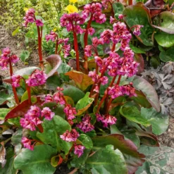 Bergenie ‘Abendglut’ - Farbe schon im Winter