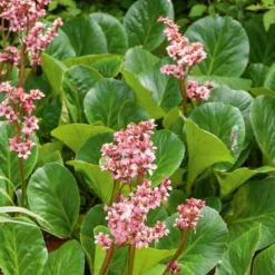 Bergenie 'Bressingham Ruby' - Rotes Laub im Winter