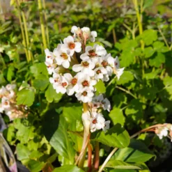 Bergenie ‘Silberlicht’ - Weiße Blüten schon im Februar