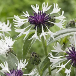 Berg-Flockenblume Amethyst in Snow - Weiße Blüten, blauer Rand
