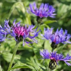 Berg-Flockenblume - Blaue Blüten ganz einfach