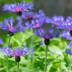Berg-Flockenblume - Blaue Blüten ganz einfach