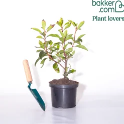 Berg-Lorbeer - Blüten wie kleine Kunstwerke