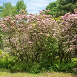 Berg-Lorbeer - Blüten wie kleine Kunstwerke